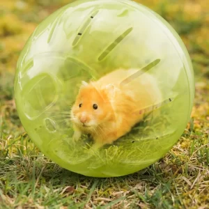 Exercise Balls