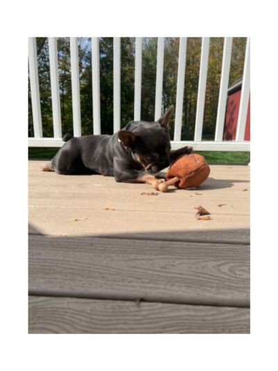 Territory Dog 2 In 1 Ham On Bone 8 Inch