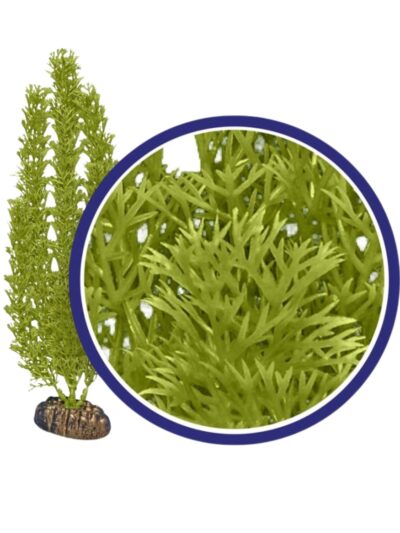 Weco Products Freshwater Series Foxtail Aquarium Plant Green, 1ea/6 in