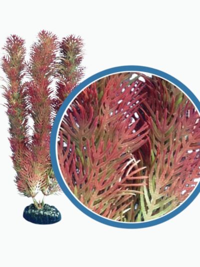 Weco Products Freshwater Pro Series Cabomba Aquarium Plant Red, 1ea/6 in