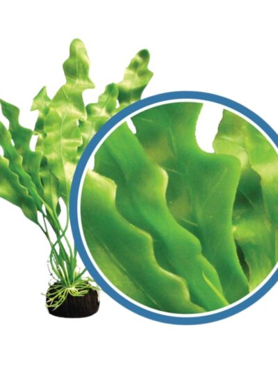 Weco Products Freshwater Pro Series Amazon Ruffled Sword Aquarium Plant Green, 1ea/6 in