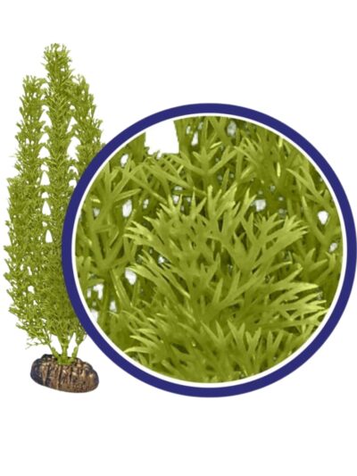 Weco Products Freshwater Series Foxtail Aquarium Plant Green, 1ea/9 in