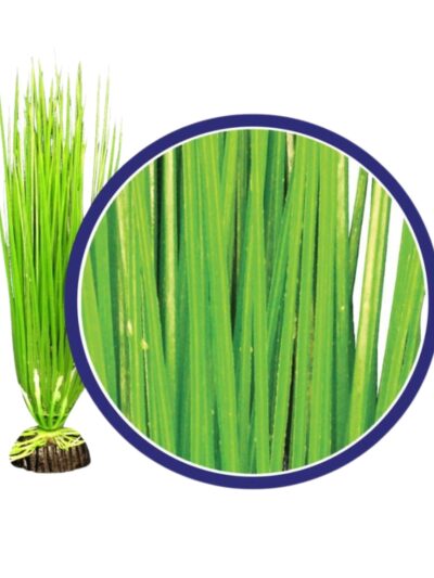 Weco Products Freshwater Series Asian Hairgrass Aquarium Plant Green, 1ea/18 in