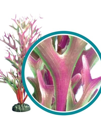 Weco Products Marine Pro Series Giant Kelp Aquarium Plant Red, 1ea/24 in, Giant
