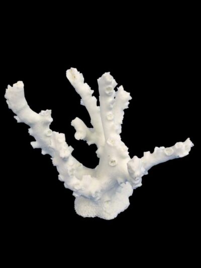 Weco Products South Pacific Coral Octopus Ornament White, 1ea/SM