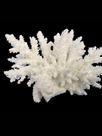 Weco Products South Pacific Coral Spiny Acorapora Ornament White, 1ea/SM