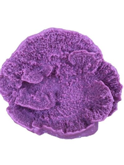 Weco Products South Pacific Coral Capricornis Ornament Lavender, 1ea/SM