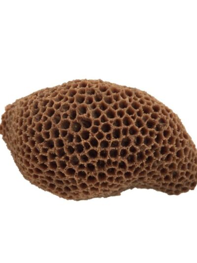 Weco Products South Pacific Coral Brain Ornament Brown, 1ea/MD