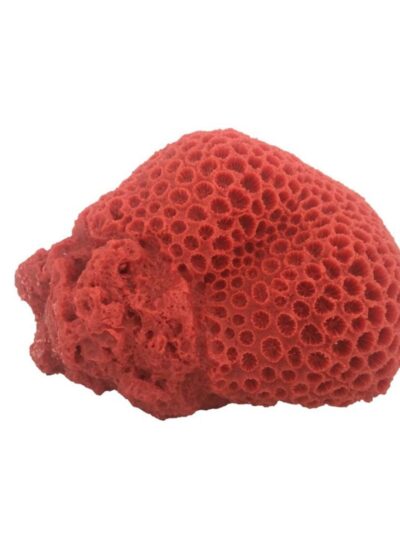 Weco Products South Pacific Coral Brain Ornament Orange, 1ea/LG