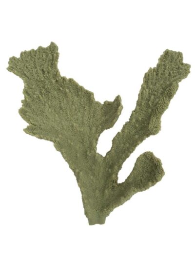 Weco Products South Pacific Coral Elkhorn Ornament Grey, 1ea/SM