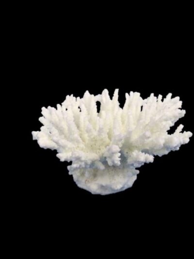 Weco Products South Pacific Coral Tabletop Ornament White, 1ea/XS