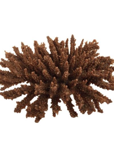 Weco Products South Pacific Coral Tabletop Ornament Brown, 1ea/SM