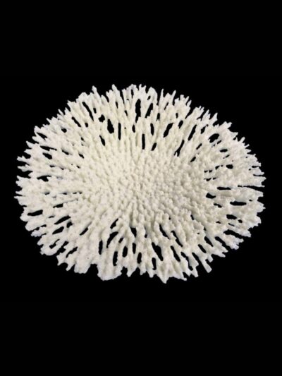 Weco Products South Pacific Coral Round Tabletop Ornament White, 1ea/LG