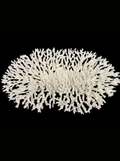 Weco Products South Pacific Coral Oval Tabletop Ornament White, 1ea/LG