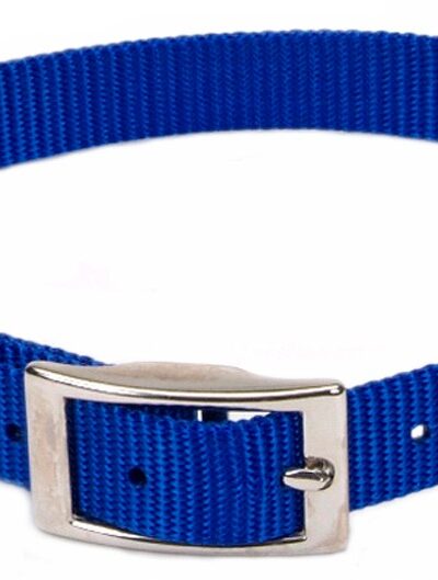 Coastal Single-Ply Nylon Dog Collar Blue 1ea/5/8 In X 12 in