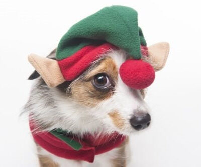 Spot Ethical Pet Elf Hat Red O/S