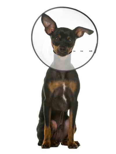 ZenPet E-Clear Plastic Recovery Collar 1ea/SM
