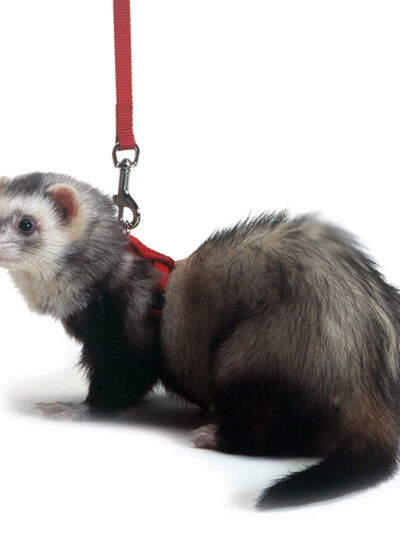 Marshall Pet Products Ferret Harness and Lead Set Red 1ea