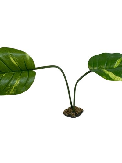 Komodo Guiana Plant 1ea/Jumbo