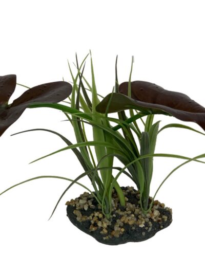 Komodo Rainforest Canopy Plant 1ea/10 in