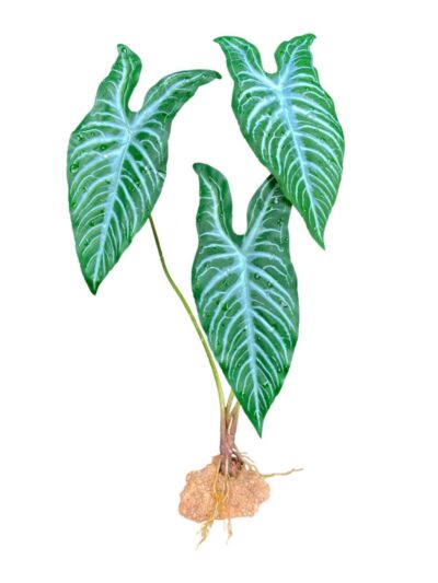 Komodo Standing Plant White Vein, 1ea/18 in