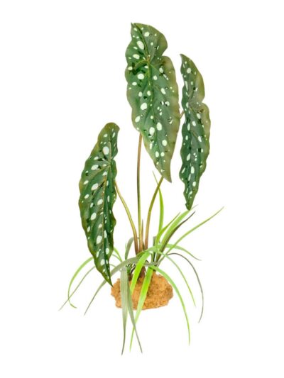 Komodo Standing Plant Spotted Begonia, 1ea/18 in