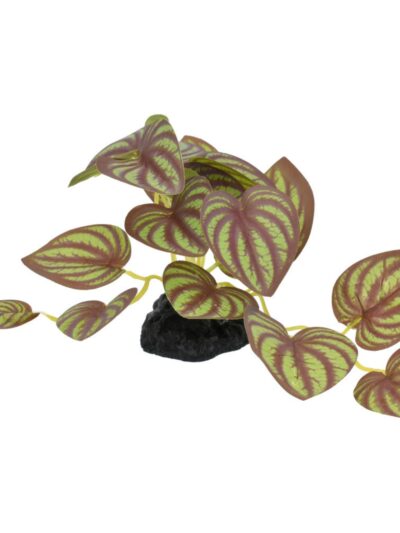 Komodo Standing Zebrina Plant 1ea/3.5 in, SM