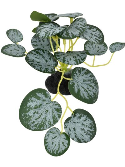 Komodo String Of Hearts Plant 1ea/3.5 in, SM