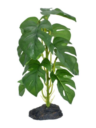 Komodo Standing Monstera Plant 1ea/10 in