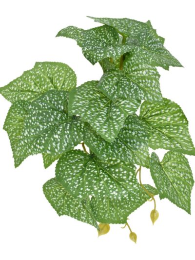Komodo Standing Spotted Pothos Plant 1ea/5 in