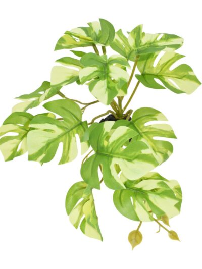 Komodo Standing Varigated Monstera Plant 1ea/5 in