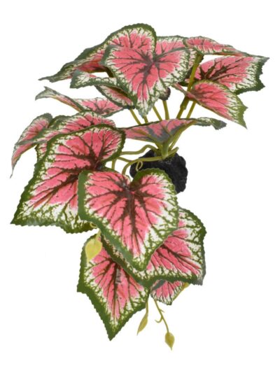 Komodo Standing Caladium Plant 1ea/5 in