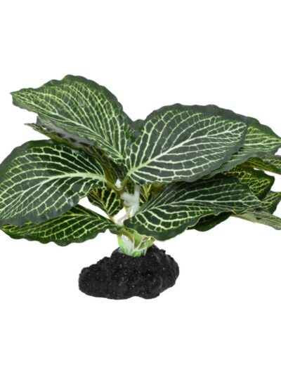 Komodo Standing Vein Plant 1ea/4 in